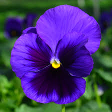 Deep Blue Pansy Flower Seeds for Planting – Heirloom Non-GMO, High Germination Organic Garden Seeds