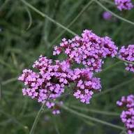 Violet Verbena Flower Seeds for Planting | Heirloom Non-GMO Organic Garden Seeds High Germination