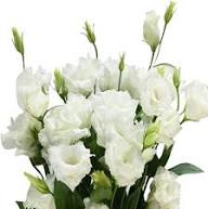 White Lisianthus Logro Flower Seeds for Planting – Heirloom, Non-GMO, High Germination Organic Garden Seeds