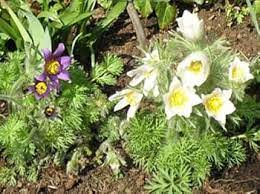 White Anemone Pulsatilla Flower Seeds – Heirloom, Non-GMO, High Germination Seeds for Planting