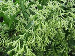 Heirloom Nocturnum Flower Seeds – Non-GMO, High Germination Organic Garden Seeds