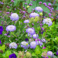 Scabiosa Flower Seeds for Planting – Heirloom, Non-GMO, High Germination Organic Garden Seeds