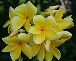 Yellow Frangipani Flower Seeds for Planting | Heirloom Non-GMO Organic Garden Seeds