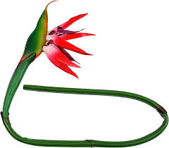Strelitzia Flower Seeds for Planting – Heirloom, Non-GMO, Drought-Tolerant Organic Garden Seeds
