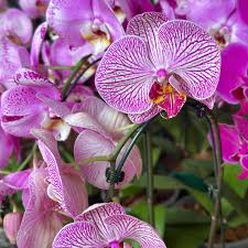 Slipper Orchid Flower seeds for Planting – Sun Loving, Heirloom & GMO Free Seeds, High Germination