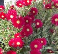 Red Delosperma Flower Seeds for Planting – Fragrant Blossoms, Heirloom Non-GMO High Germination Organic Garden Seeds