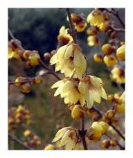 Wintersweet Fragrant Flower Seeds – Heirloom, Non-GMO, Pollinator Friendly