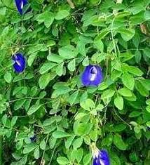 Clitoria Ternatea Flower Seeds for Planting – Sun Loving Heirloom, Non-GMO, High Germination Organic Garden Seeds