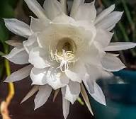 Epiphyllum Oxypetalum Flower Seeds for Planting - Heirloom, Non-GMO, High Germination Organic Garden Seeds