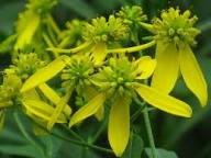 Verbesina Occidentalis Flower Seeds for Planting – Pollinator Friendly, Heirloom, Non-GMO, High Germination