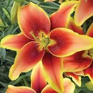 Yellow Red Lilium Flower Seeds for Planting – Heirloom, Non-GMO, High Germination Organic Garden Seeds
