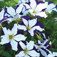 White Blue Star Petunia Flower Seeds for Planting – Heirloom Non-GMO, High Germination, Vibrant Colors