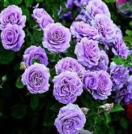 Climbing Rose Flower seeds for Planting – Sun Loving, Heirloom & GMO Free Seeds for Home Garden, High Germination