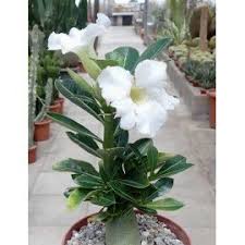 Adenium Flower seeds for Planting - Bright Blooms, Heirloom & GMO Free Seeds for Home Garden