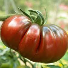 Brown Giant Tomato flower seeds for planting - Heirloom & Non-GMO Garden Seeds