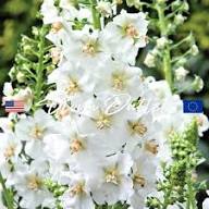 White Evening Stock Flower Seeds for Planting – Heirloom Non-GMO Organic Garden Seeds, High Germination