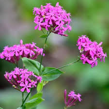 Silene Caroliniana Seeds 