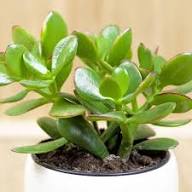 Crassula Flower Seeds for Planting – Heirloom, Non-GMO Fragrant Blossoms, High Germination Seeds