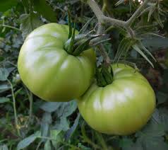 Light Green Tomato Seeds for Planting – Heirloom, Non-GMO, High Germination, Juicy & Bright Garden Tomatoes