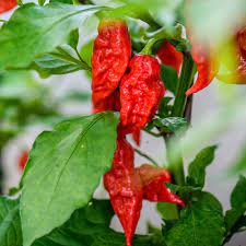Bhut Jolokia Pepper Seeds for Planting – Heirloom & Non-GMO Vegetable Seeds for Extreme Heat Gardens