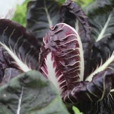 Burgundy Radicchio Vegetable Seeds for Planting – Heirloom & Non-GMO Garden Seeds