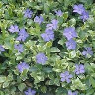 Blue Vinca Periwinkle Flower seeds for Planting – Seasonal Bloomer, Heirloom & GMO Free Seeds for Home Garden, High Germination