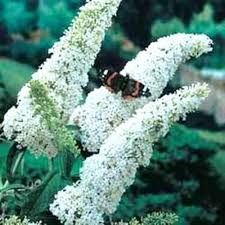 Mix Buddleia Flower Seeds for Planting | Heirloom Non-GMO High Germination Organic Garden Seeds
