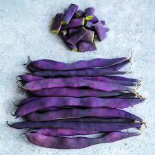 Violet Pole Bean Seeds for Planting – Heirloom, Non-GMO, High Germination Organic Garden Seeds for Climbing Beans