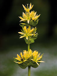Yellow Gentian Flower seeds for Planting - Shade Tolerant, Heirloom & GMO Free Seeds for Home Garden | Non-GMO