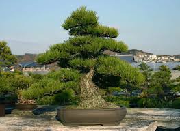 Green Kuromatsu Plant Seeds for Planting – Heirloom & Non-GMO Seeds for Bonsai Pine Tree Cultivation