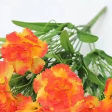 Light Orange Carnation Flower Seeds for Planting | Heirloom Non-GMO Wildflower Mix