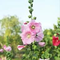 Mixed Danish Hollyhock Flower Seeds for Planting - Hardy Variety, Heirloom & GMO Free Seeds for Home Garden Non-GMO