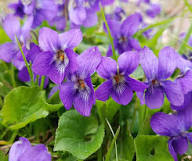Viola Odorata Flower Seeds for Planting – Heirloom Non-GMO, High Germination Organic Garden Seeds
