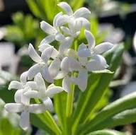 Woodruff Flower Seeds for Planting – Heirloom, Non-GMO, High Germination Organic Garden Seeds