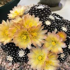 Copiapoa Flower Seeds for Planting – Wildflower Mix, Heirloom, Non-GMO, Organic Garden Seeds