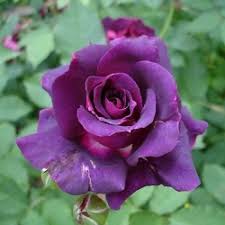 Violet Away Rose Flower Seeds for Planting – Heirloom, Non-GMO, Drought-Tolerant High Germination Seeds