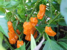 Chili Habanero Vegetable Seeds for Planting – Heirloom & Non-GMO Garden Seeds