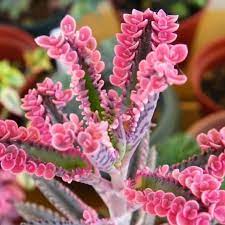 Brown Kalanchoe Bonsai Flower Seeds for Planting