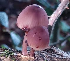 Burgundy Mushroom Seeds for Planting – Heirloom, Non-GMO, High Germination, Elegant Fungi for Unique Gourmet Dishes