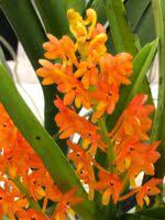 Orange Mini Orchid Flower Seeds for Planting – Seasonal Bloomer, Heirloom, Non-GMO, High Germination Organic Garden Seeds