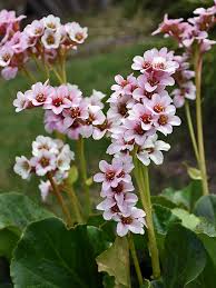 Bergenia Flower Seeds for Planting – Heirloom, Non-GMO, High Germination Organic Garden Seeds