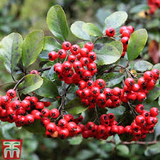 Pink Pyracantha Coccinea fruit seeds for planting – Heirloom & Non-GMO ornamental garden seeds