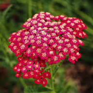 Mixed Yarrow Flower Seeds for Planting - Heirloom, Non-GMO, High Germination Organic Garden Seeds