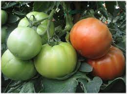 Red Green Tomato Vegetable Seeds for Planting – Heirloom & Non-GMO Garden Seeds