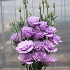 Lavender Eustoma (Lisianthus) Flower Seeds for Planting – Heirloom Non-GMO High Germination Organic Garden Seeds