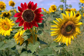 Sunflower Seeds for Planting – Wildflower Mix, Heirloom, Non-GMO, High Germination Organic Garden Seeds