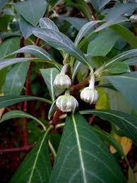 Edgeworthia Flower Seeds for Planting – Heirloom, Non-GMO, High Germination Organic Garden Seeds