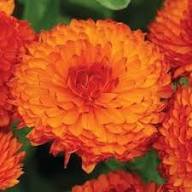 Red Calendula Flower Seeds for Planting – Heirloom Non-GMO High Germination Organic Garden Seeds