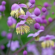 Meadow-Rue Flower Seeds for Planting – Compact Growth, Heirloom, Non-GMO, High Germination Garden Seeds
