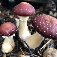 Burgundy Mushroom Seeds for Planting – Heirloom, Non-GMO, High Germination, Elegant Fungi for Unique Gourmet Dishes